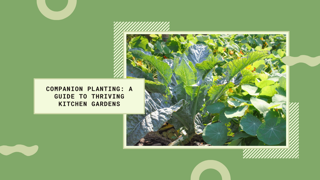 Companion planting for a thriving kitchen garden
