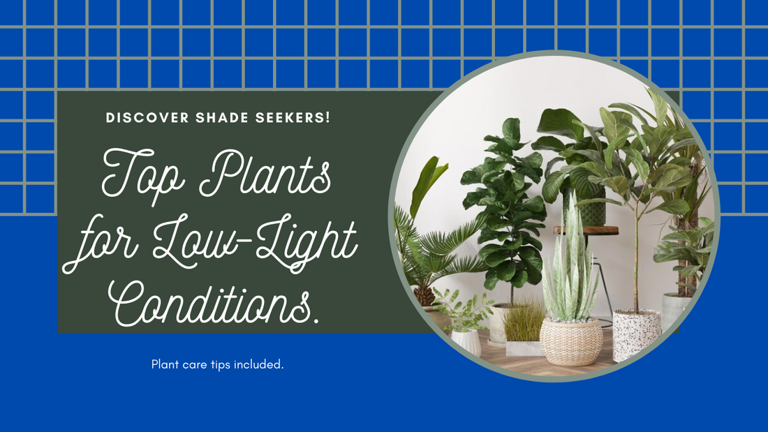 Shade Seekers: Top Plants that Thrive in Low-Light Conditions