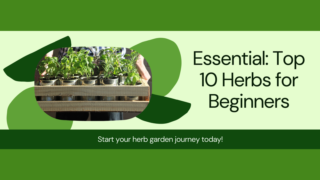 Top 10 easy-to-grow herbs for beginners