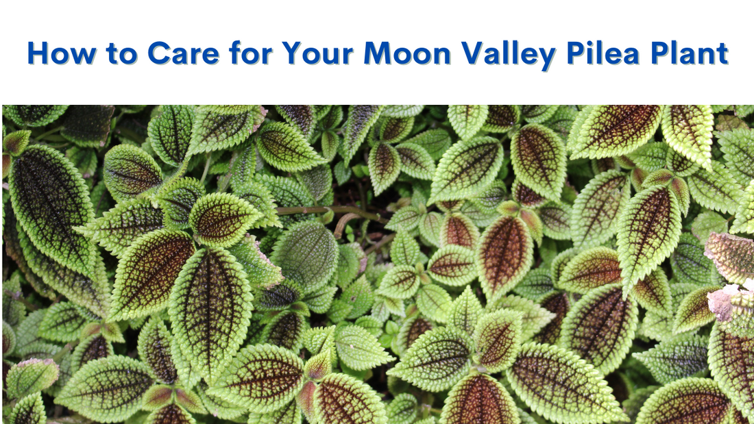 Caring for the Moon Valley Pilea Plant