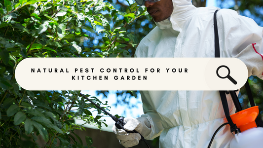 Organic pest control solutions for your kitchen garden