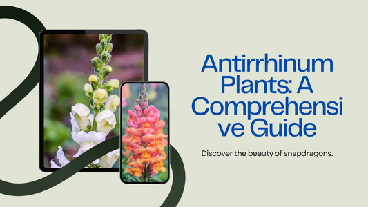 All You Need To Know About Antirrhinum Plants