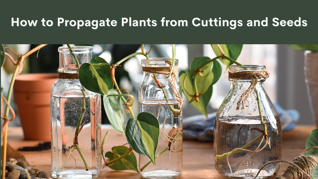 Propagating plants: growing new plants from cuttings or seeds