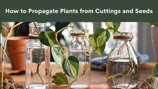 Propagating plants: growing new plants from cuttings or seeds