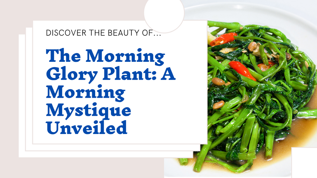 The Morning Glory Plant: A Morning Mystique