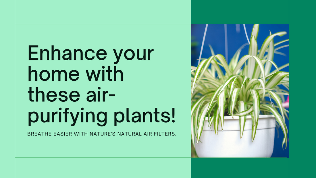 Top 10 air-purifying plants for a healthy home