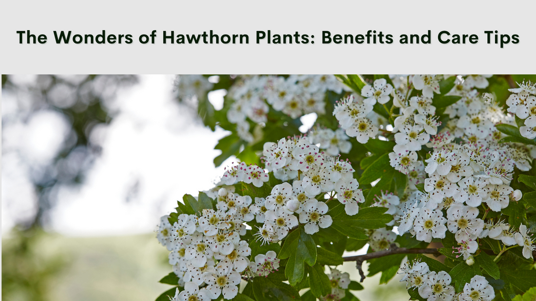 Hawthorn Plants: Understanding Their Benefits and Care Requirements