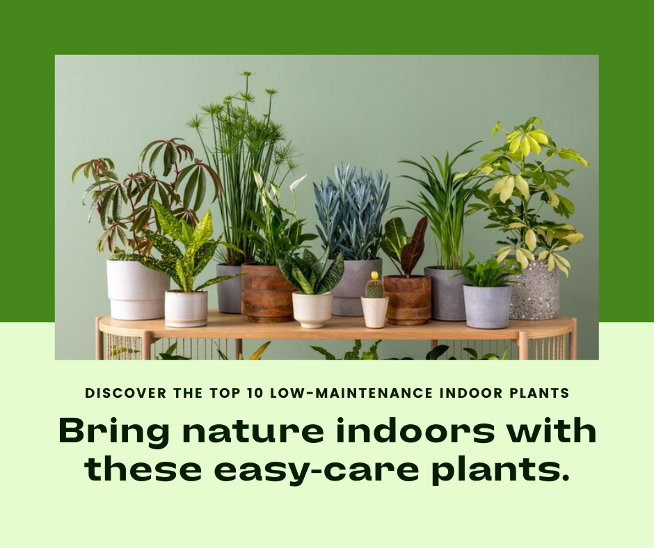 Top 10 low-maintenance indoor plants for busy people