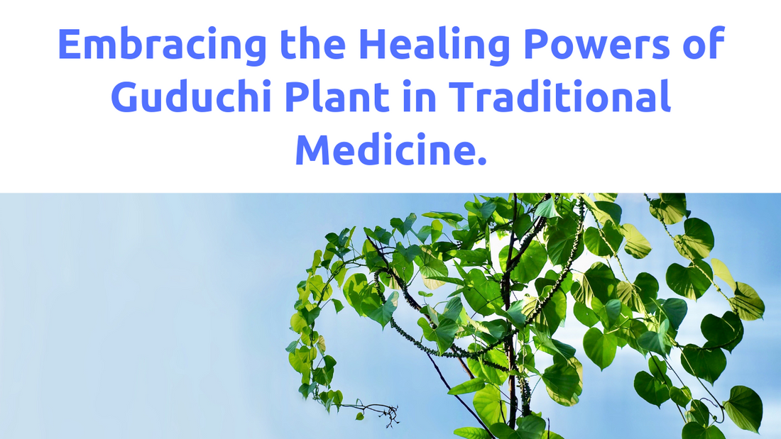 Embracing the Value of Traditional Medicine with the Guduchi Plant