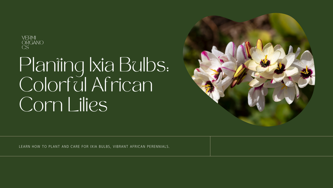 Planting Ixia Bulbs: Perennial African Corn Lilies