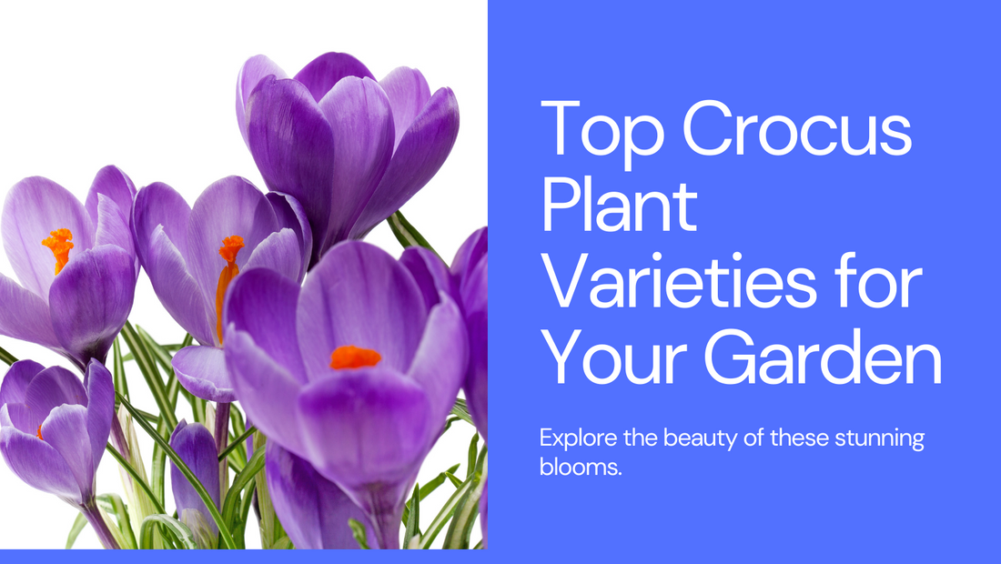 8 Best Crocus Plant Varieties to Grow