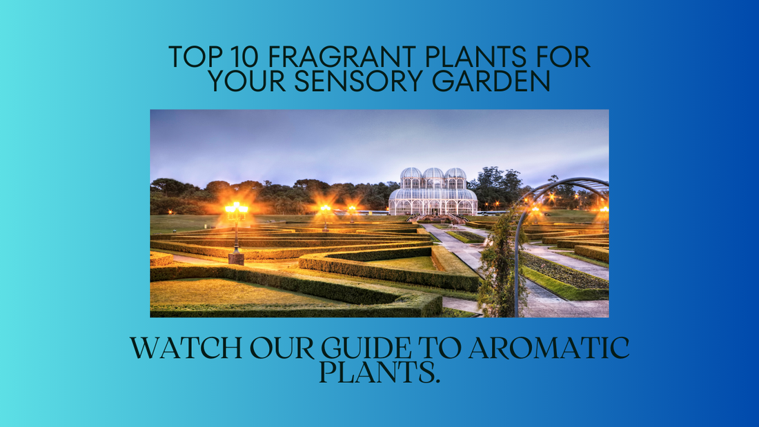 Top 10 fragrant plants to create a sensory garden