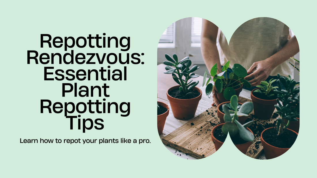 Repotting Rendezvous: Essential Tips for Successfully Repotting Your Plants