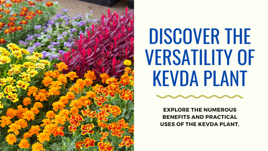 The Many Benefits and Uses of Kevda Plant