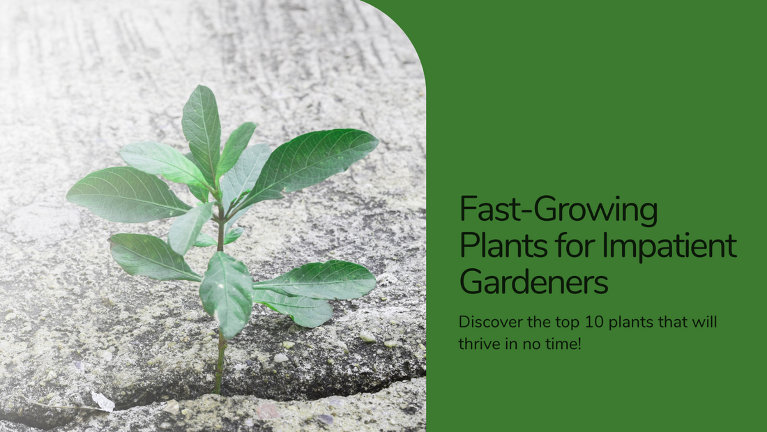 Top 10 fast-growing plants for impatient gardeners