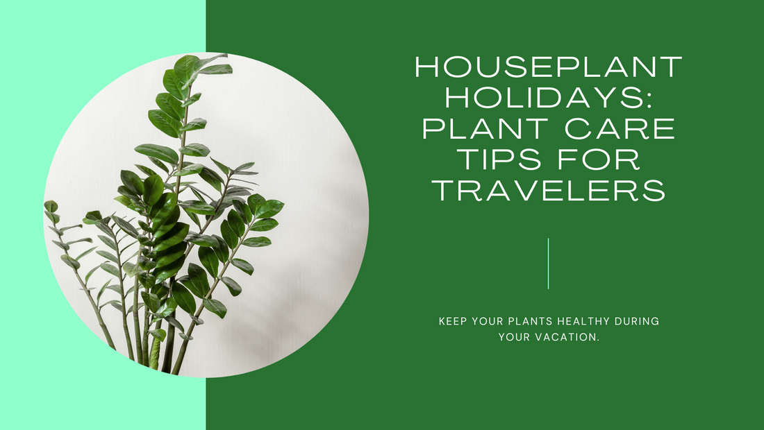 Houseplant Holidays: Caring for Your Plants While You're Away