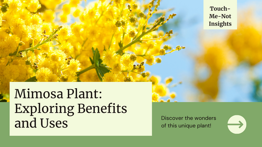 Mimosa Plant: Benefits and Uses of the Famous Touch-Me-Not