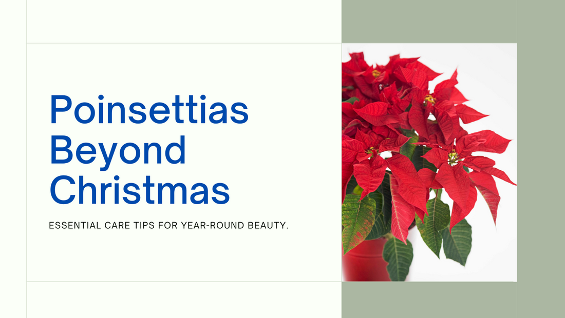 Poinsettias Beyond Christmas: Care Tips to Follow