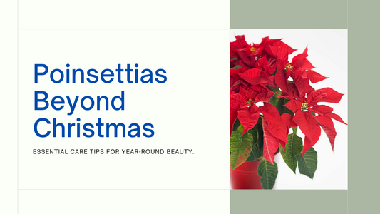 Poinsettias Beyond Christmas: Care Tips to Follow