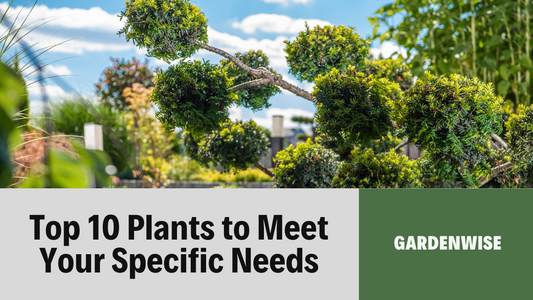 Top 10 plants for specific needs (e.g., privacy screening, shade, rock gardens)