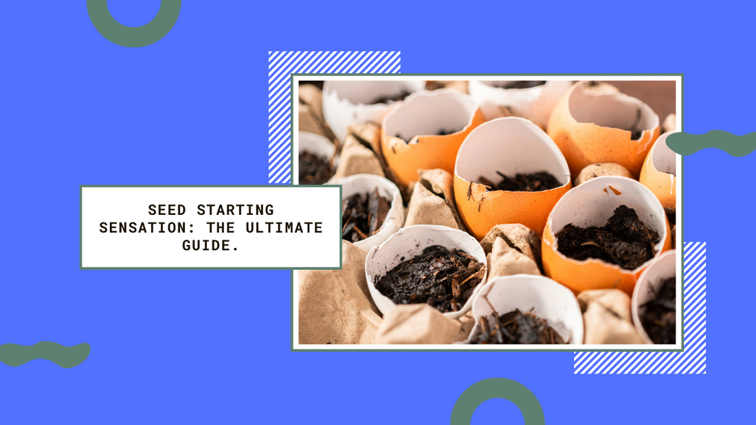 Seed Starting Sensation: Creating a Seed Starting Station and Caring for Seedlings