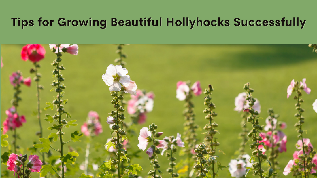Growing Hollyhock? Here's What You Should Know