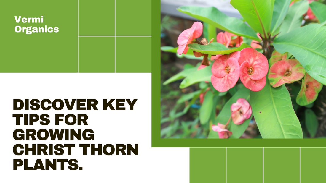 The Christ Thorn: Things to Know Before You Grow These