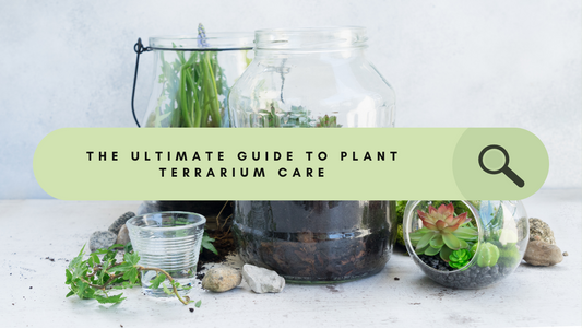 How to Care for a Plant Terrarium 101