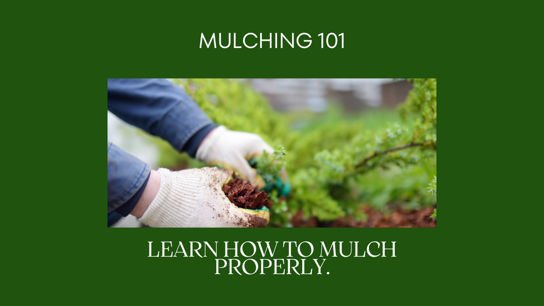 Mulch Mania: Benefits of Mulching and Tips for Effective Mulching