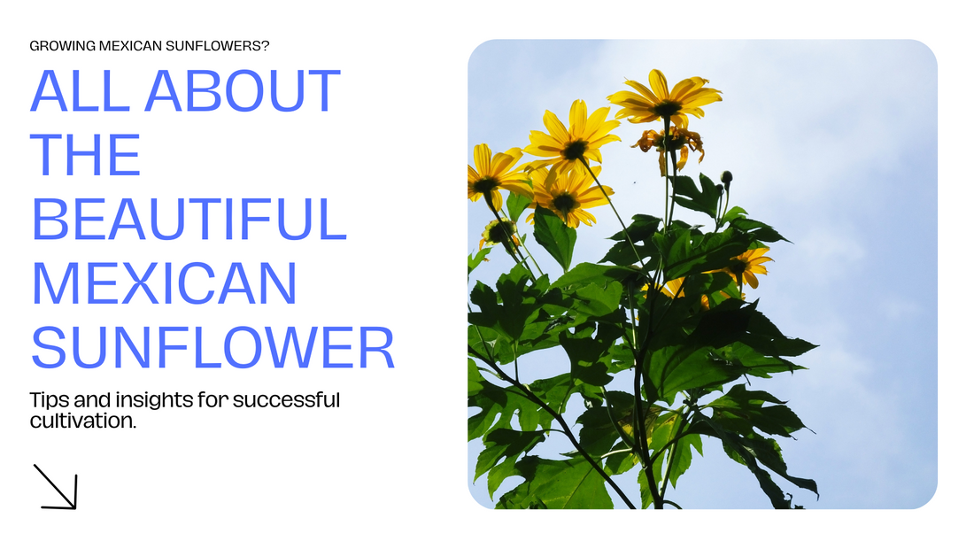 Planting the Mexican Sunflower? Here's What You Should Know About it