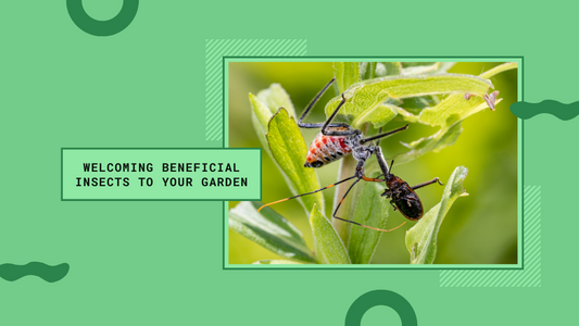 Attracting beneficial insects to your garden for pest control