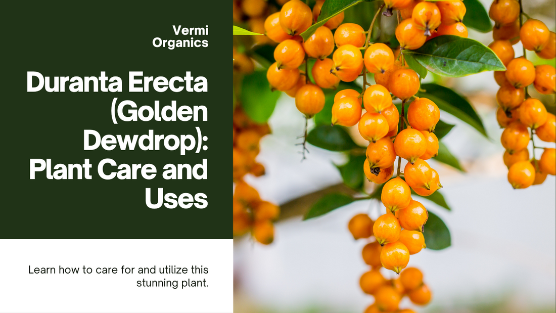 Duranta Erecta (Golden Dewdrop): Plant Care and Uses