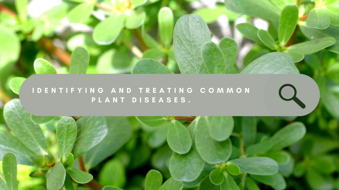 How to identify and treat common plant diseases