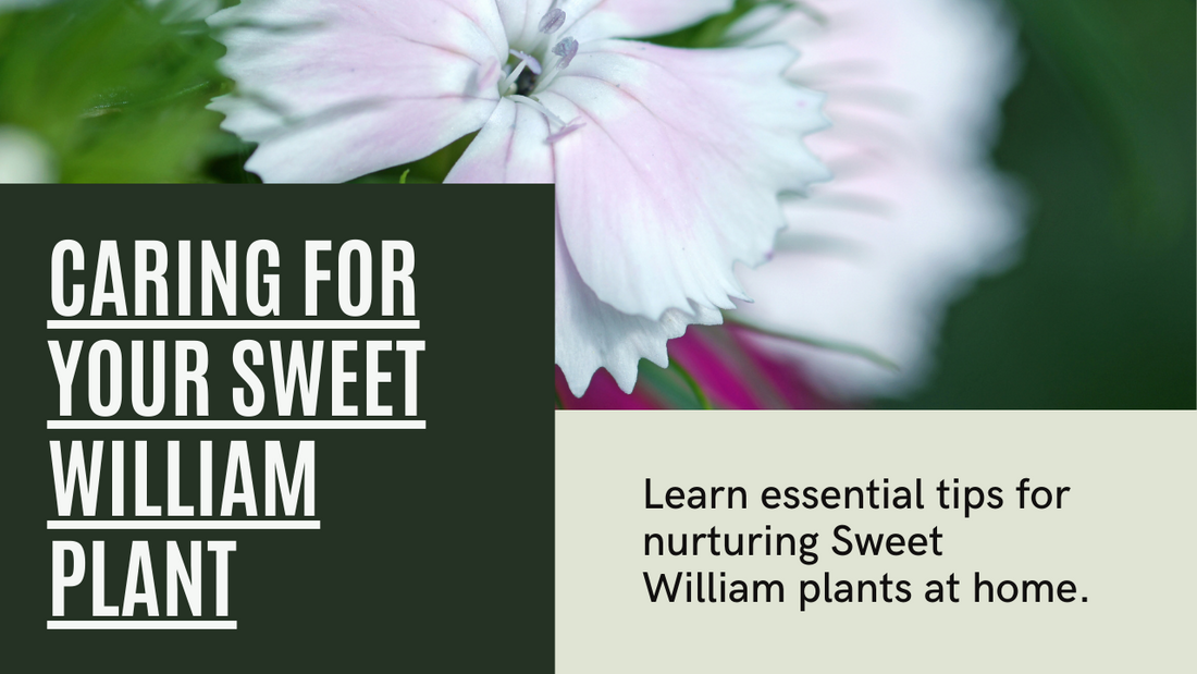 How to Care for Your Sweet William