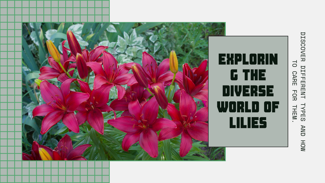Knowing and Growing the Top 8 Varieties of Lilies