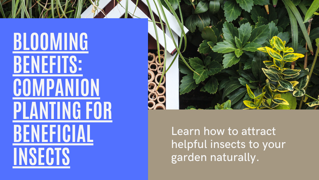 Blooming Benefits: Attract Beneficial Insects with Companion Planting Flowers