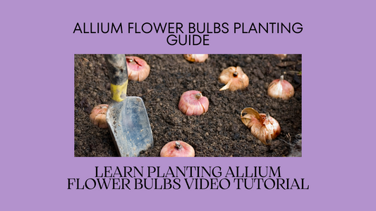 Planting Allium Flower Bulbs: Everything You Need to Know