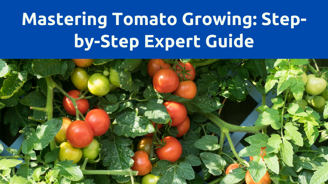 Growing Tomatoes Like a Pro: A Step-by-Step Guide for Delicious Homegrown Tomatoes