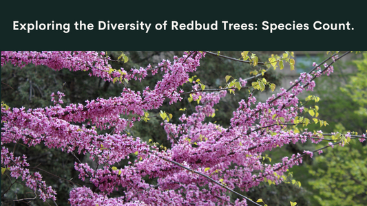 Redbud Trees - How Many Species Are There?