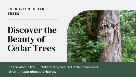 Exploring the Evergreen Charm of Cedar: 13 Different Types of Cedar Trees