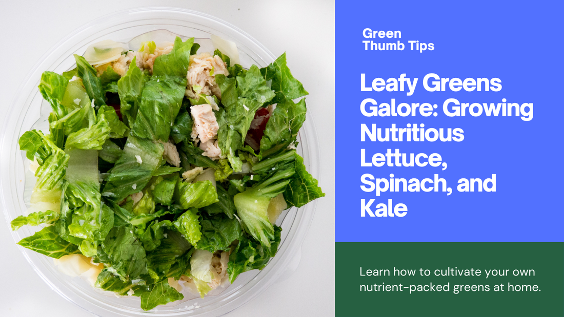 Leafy Greens Galore: A Guide to Growing Nutritious Lettuce, Spinach, and Kale