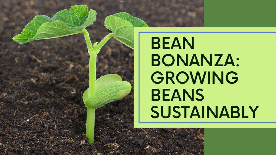 Bean Bonanza: Planting and Caring for Beans for a Sustainable Harvest