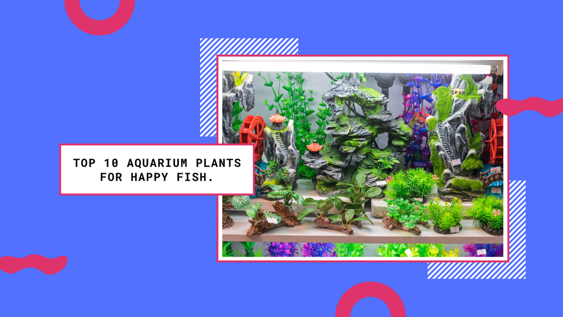 10 Aquarium Plants your Fish Will Love
