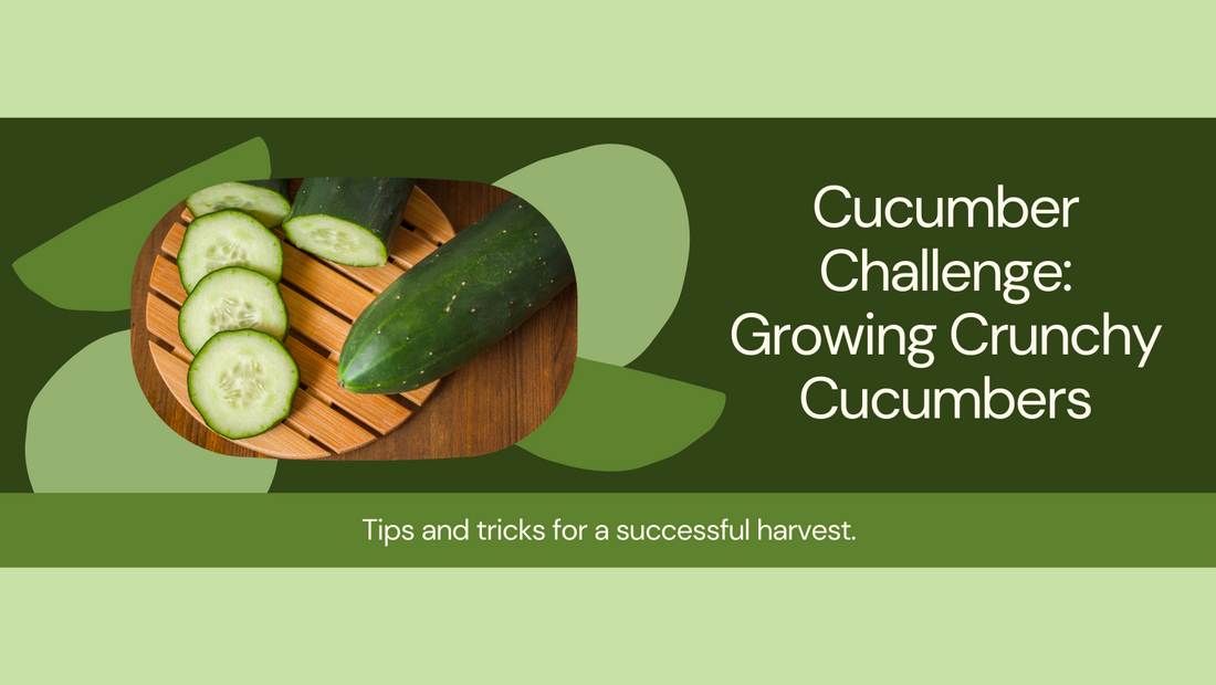 Cucumber Challenge: Tips and Tricks for Growing Crunchy Cucumbers