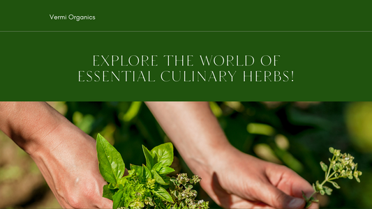 Herb Haven: Selecting and Growing Essential Culinary Herbs