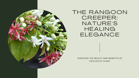 The Rangoon Creeper: A Medicinal, Aesthetic Delight