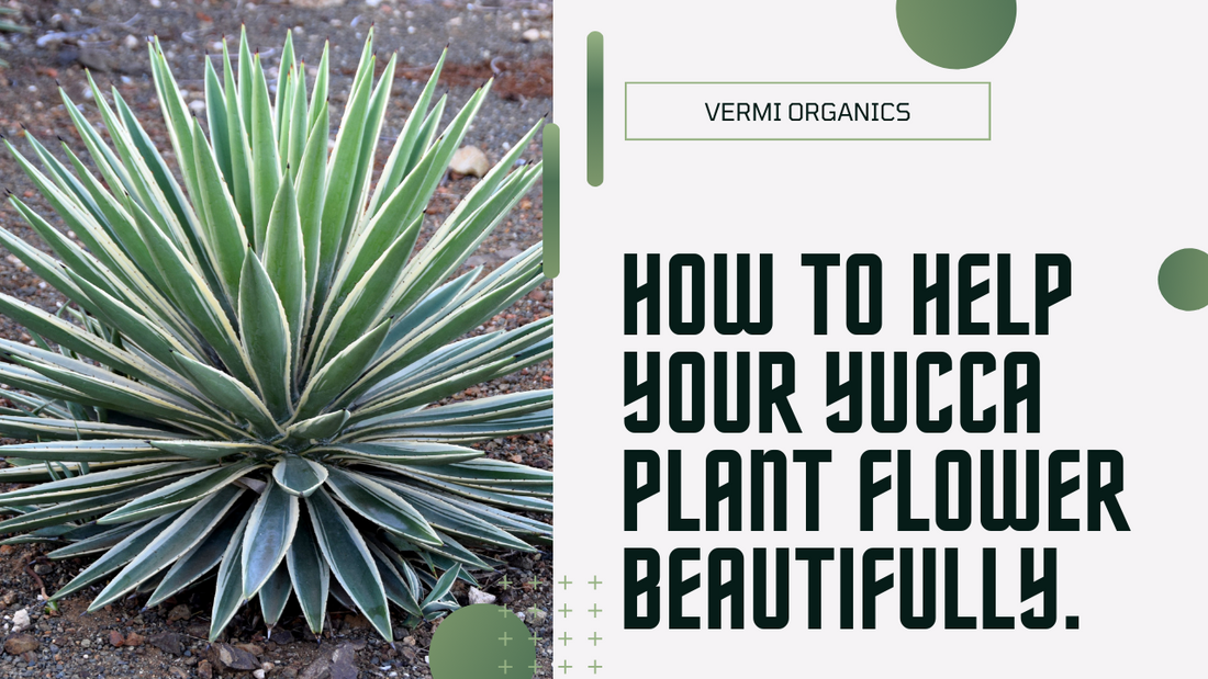 Know How To Help Your Yucca Plant Flowera