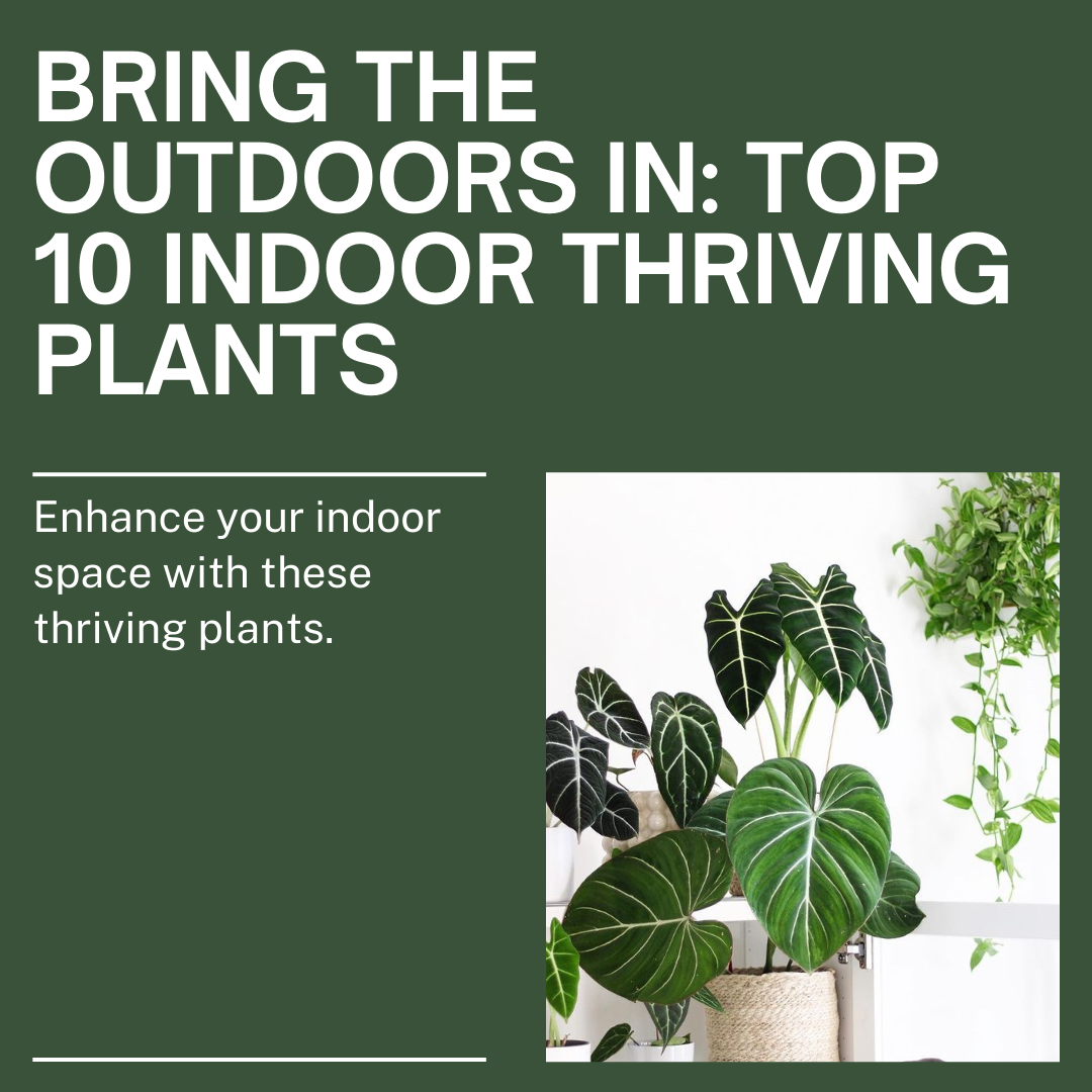 Top 10 outdoor plants that thrive indoors