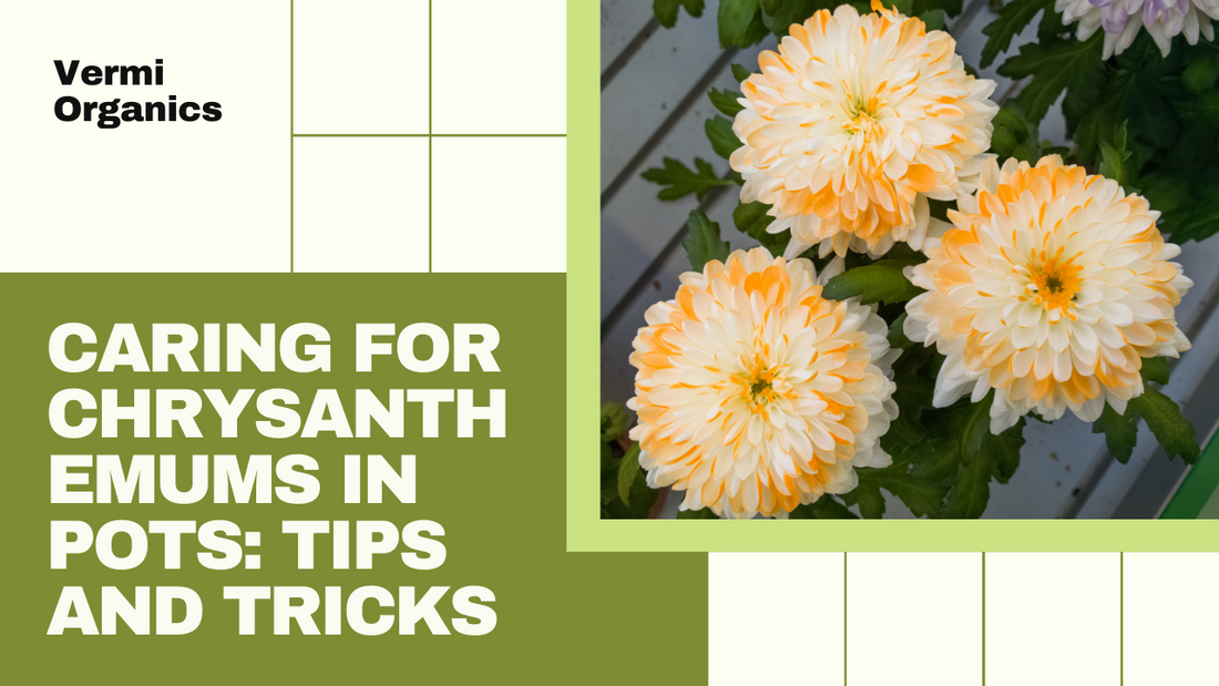 The Dos and Don'ts of Caring for Chrysanthemums in Pots.