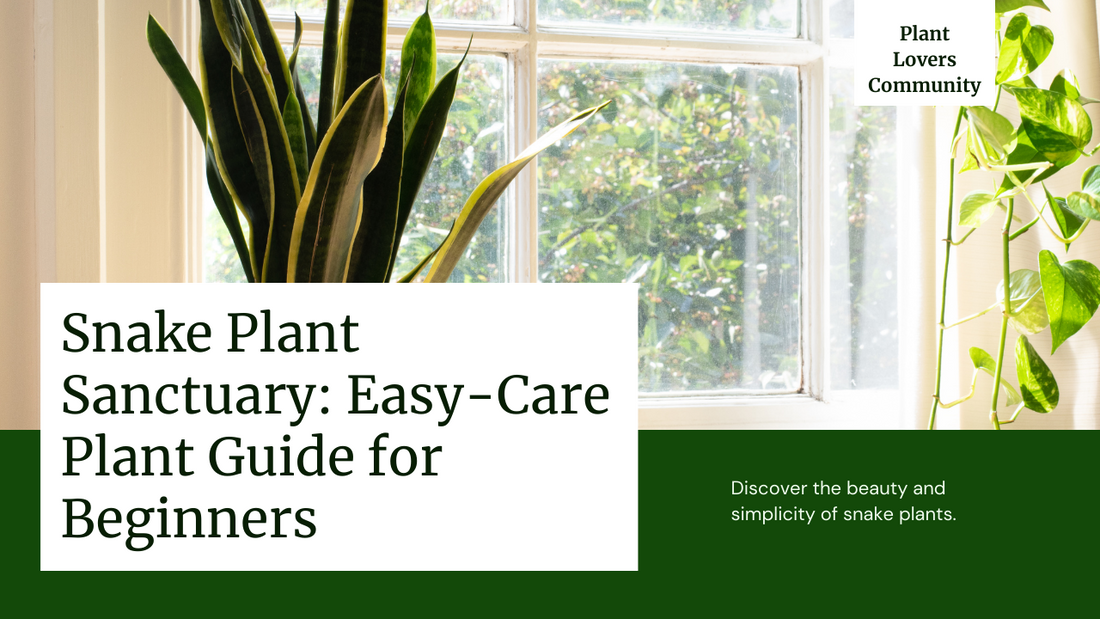 Snake Plant Sanctuary: The Easy-Care and Stylish Snake Plant for Beginners
